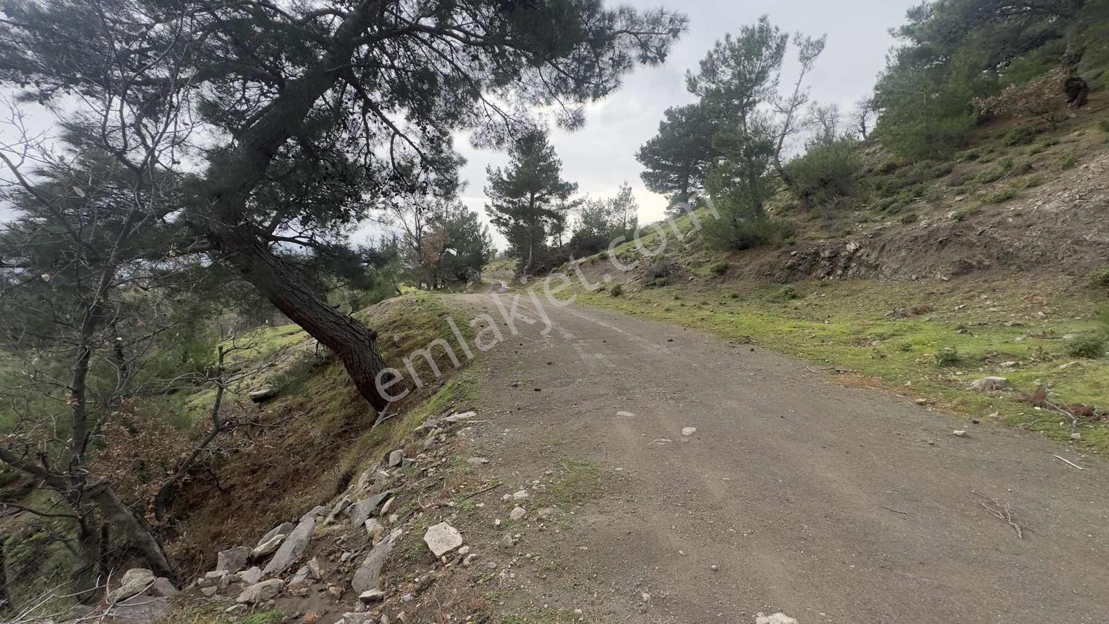 Burhaniye Çamtepe Mahallesinde Kadastro Yola Cepheli Tarla - Görsel 21