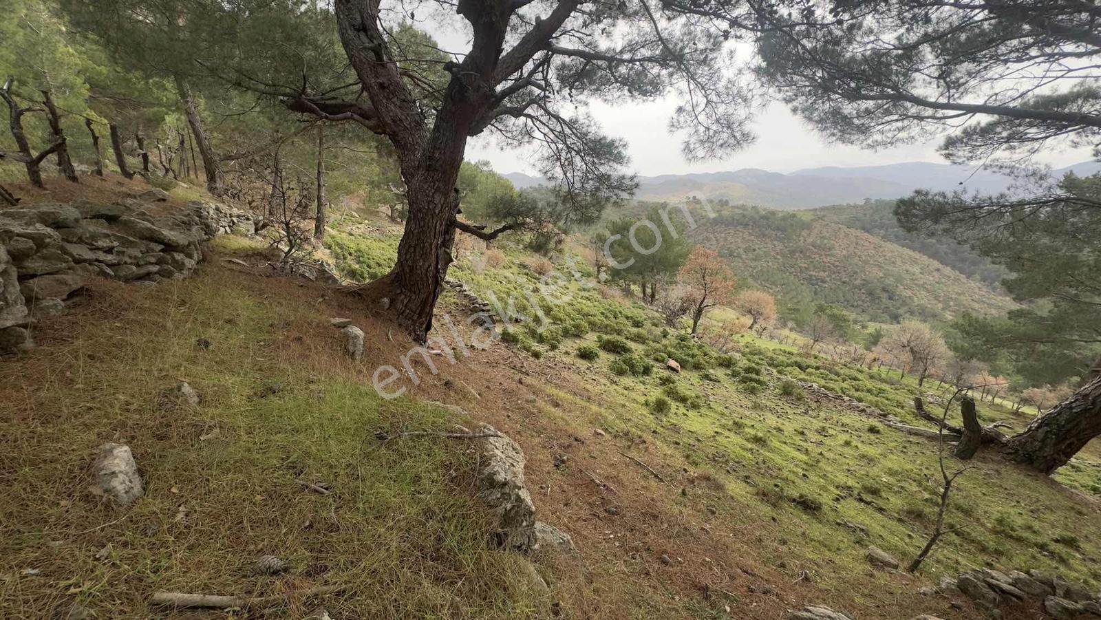 Burhaniye Çamtepe Mahallesinde Kadastro Yola Cepheli Tarla - Görsel 32