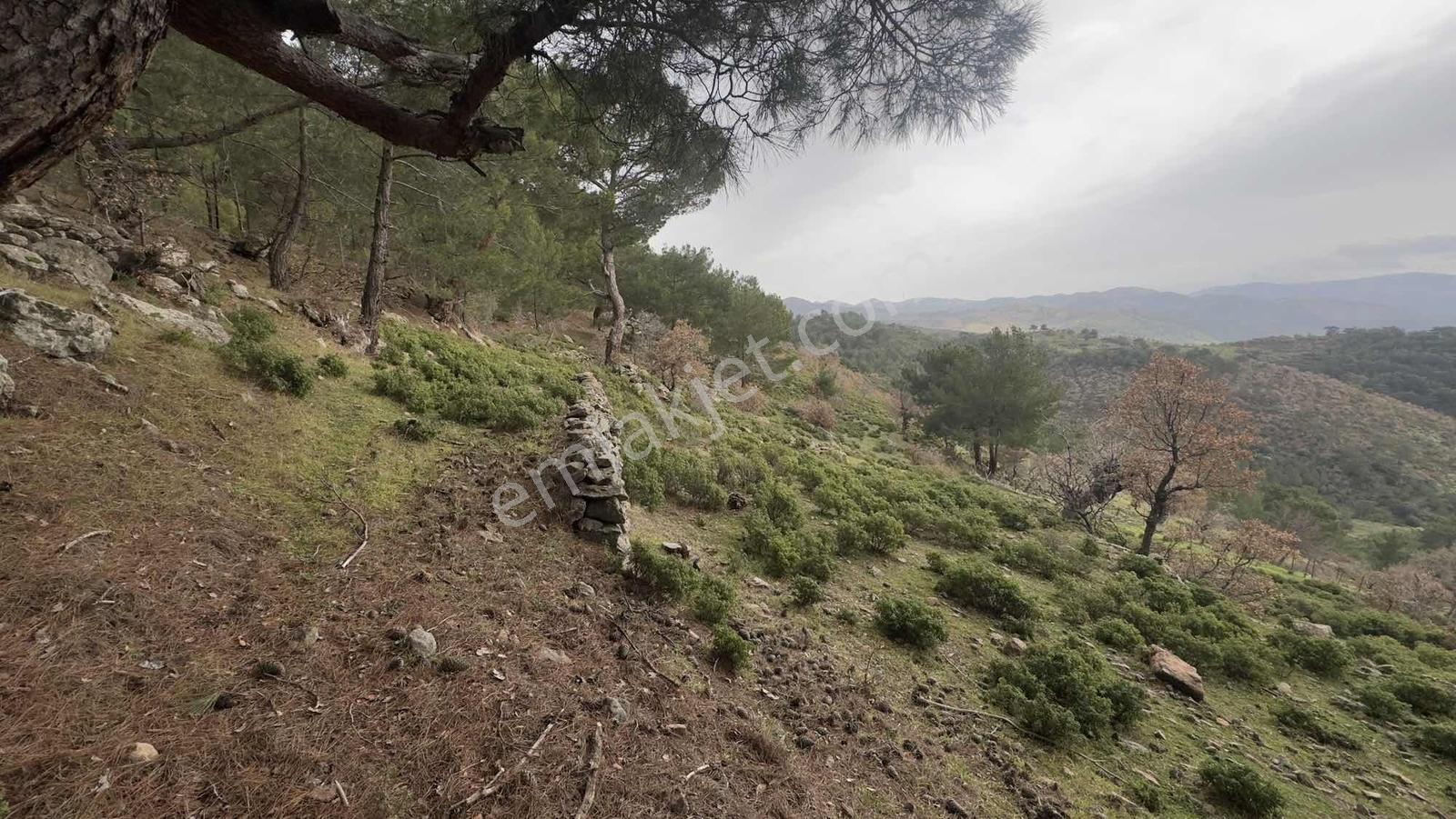 Burhaniye Çamtepe Mahallesinde Kadastro Yola Cepheli Tarla - Görsel 4