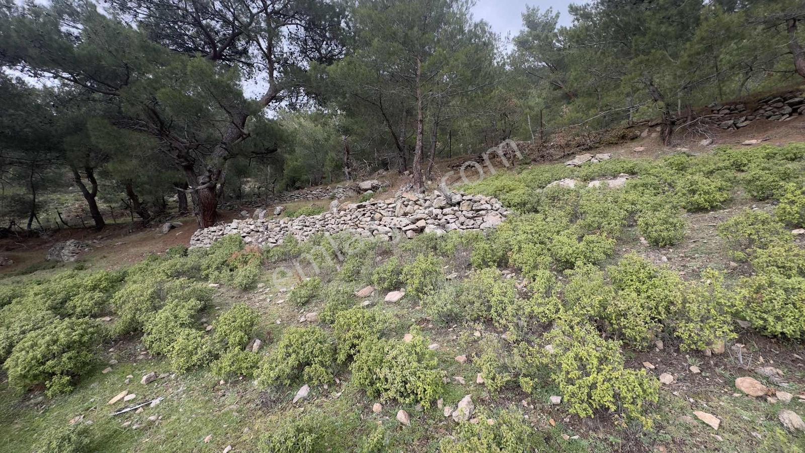Burhaniye Çamtepe Mahallesinde Kadastro Yola Cepheli Tarla - Görsel 2