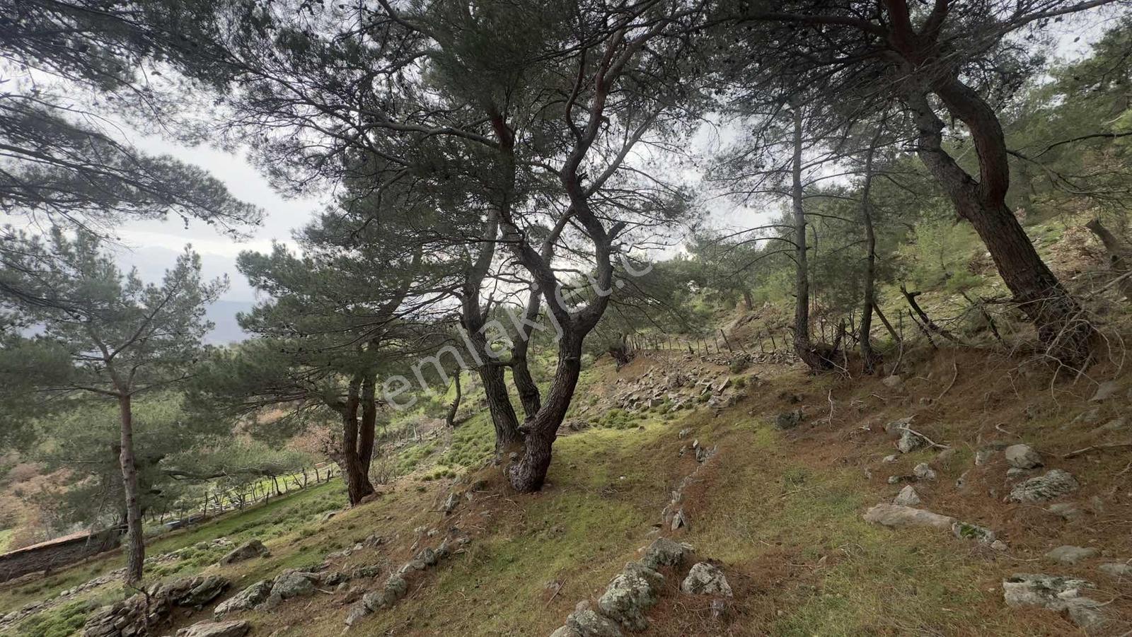 Burhaniye Çamtepe Mahallesinde Kadastro Yola Cepheli Tarla - Görsel 5