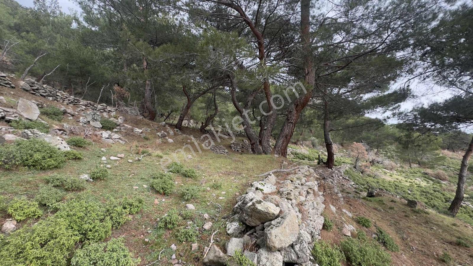 Burhaniye Çamtepe Mahallesinde Kadastro Yola Cepheli Tarla - Görsel 6
