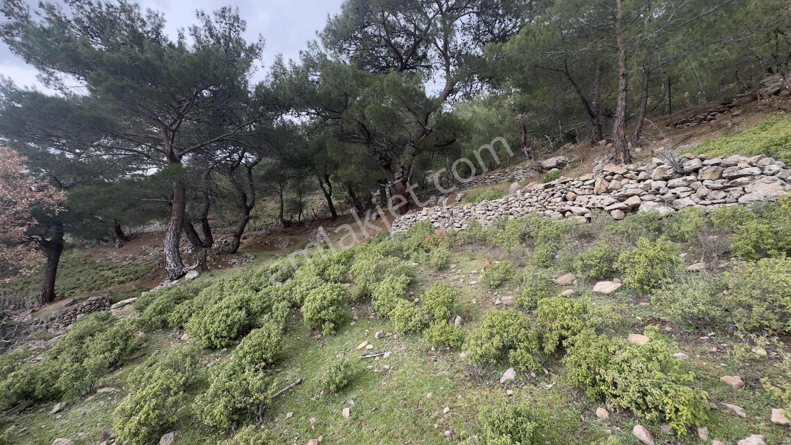 Burhaniye Çamtepe Mahallesinde Kadastro Yola Cepheli Tarla - Görsel 26