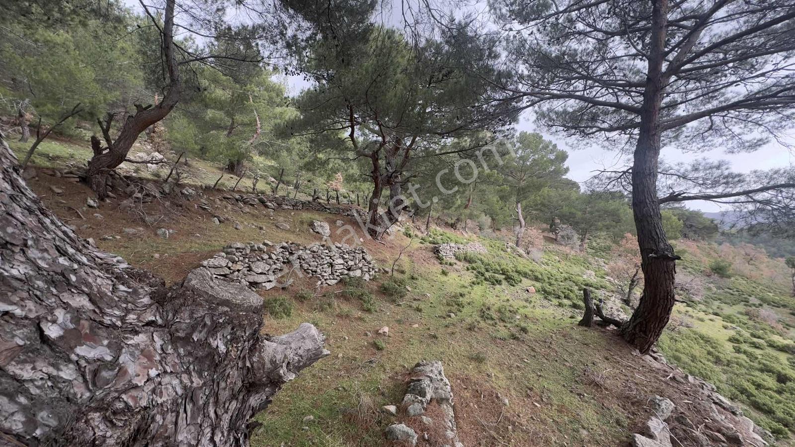 Burhaniye Çamtepe Mahallesinde Kadastro Yola Cepheli Tarla - Görsel 18