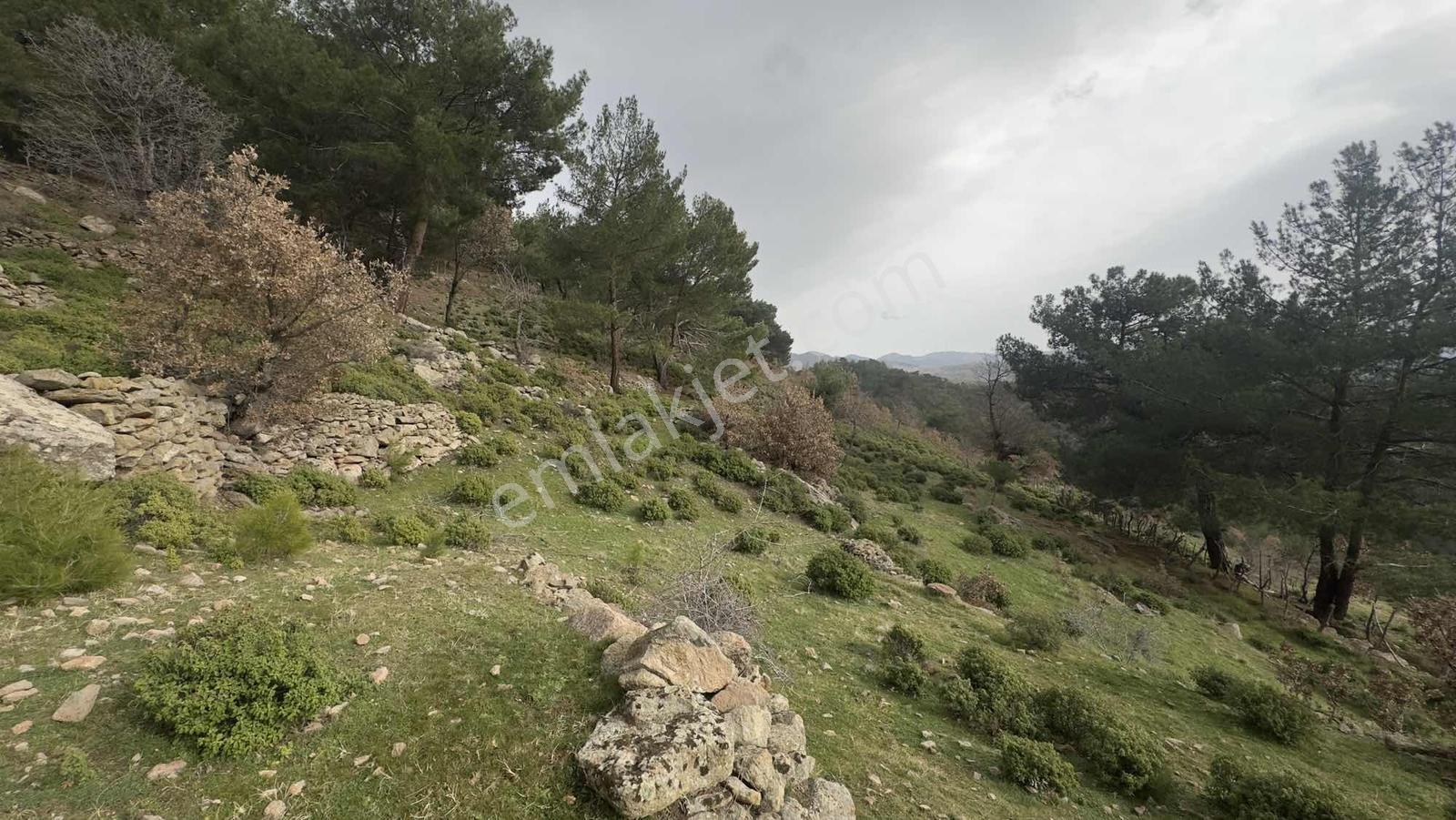 Burhaniye Çamtepe Mahallesinde Kadastro Yola Cepheli Tarla - Görsel 22