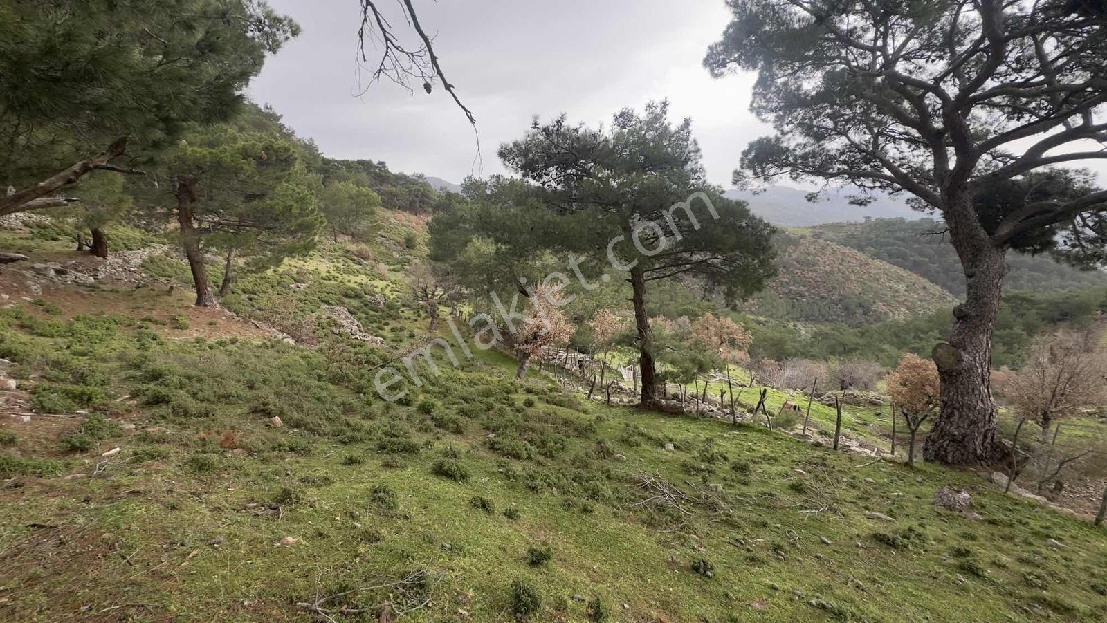 Burhaniye Çamtepe Mahallesinde Kadastro Yola Cepheli Tarla - Görsel 10