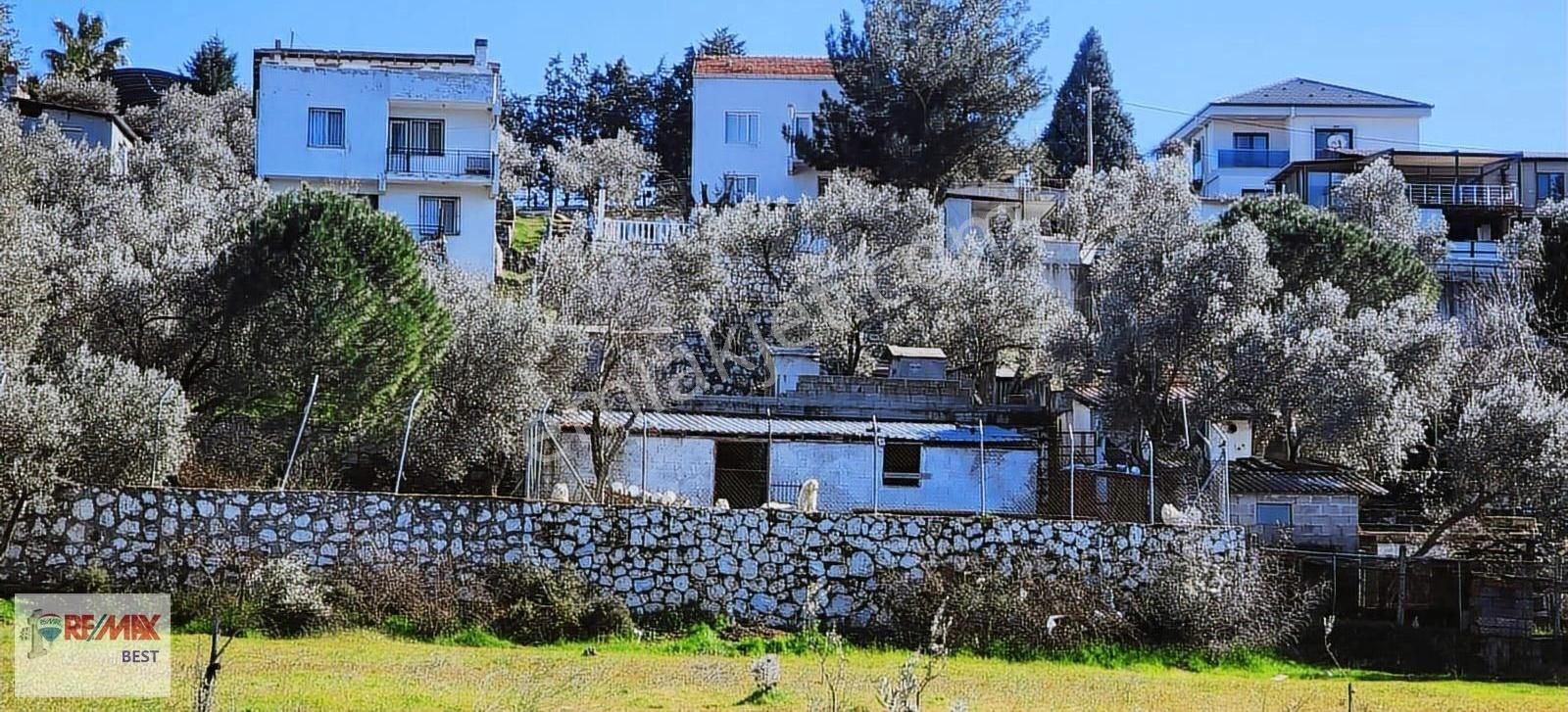 5 Buca 29 Ekim Mahallesinde 815 M2 Zeytinlik