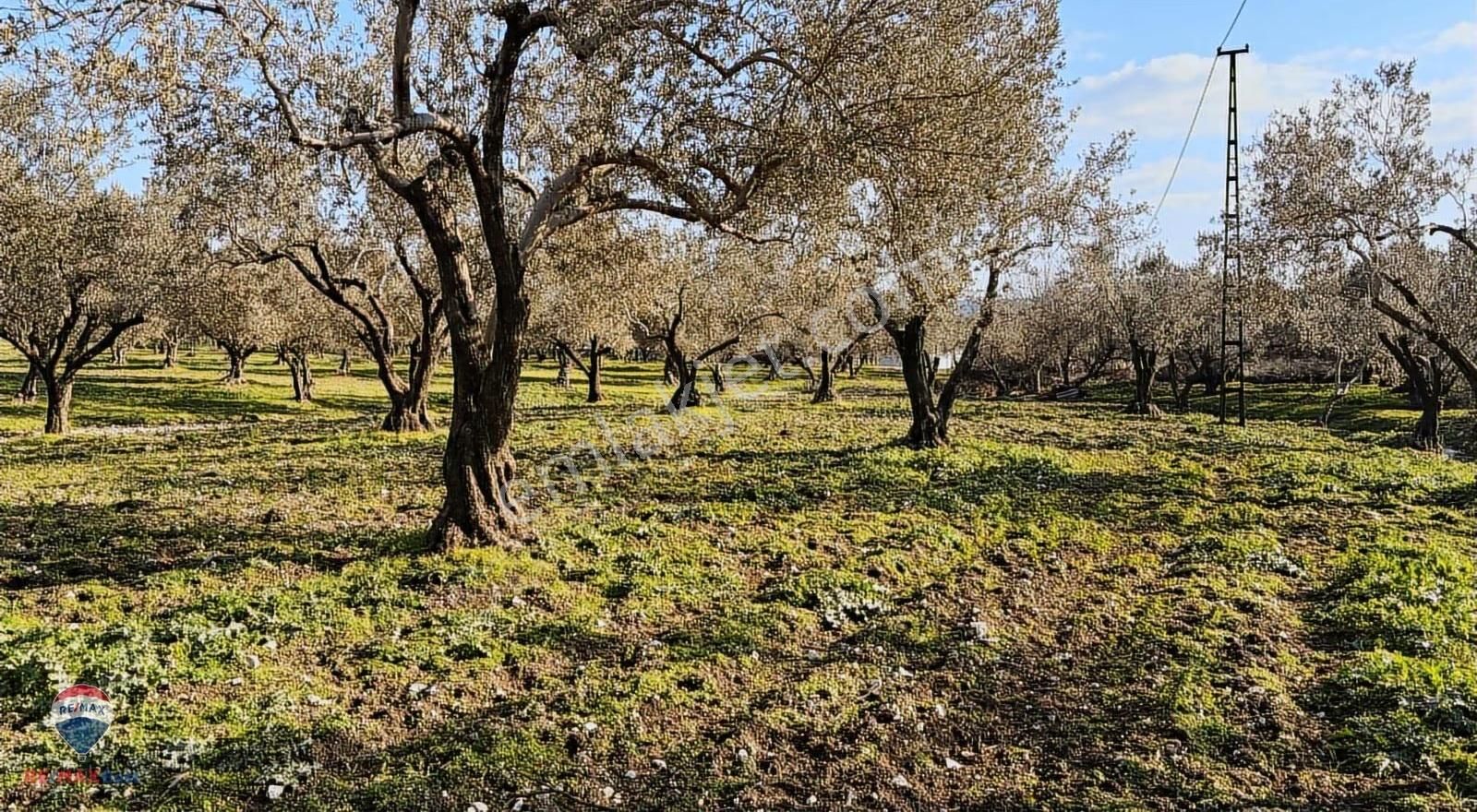 47 Foça Ilıpınar'da Satılık 16 Dönüm Zeytınlık - Görsel 4