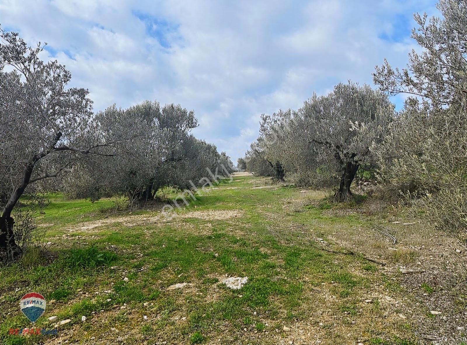128 Foça Gerenköyde Satılık Zeytınlık