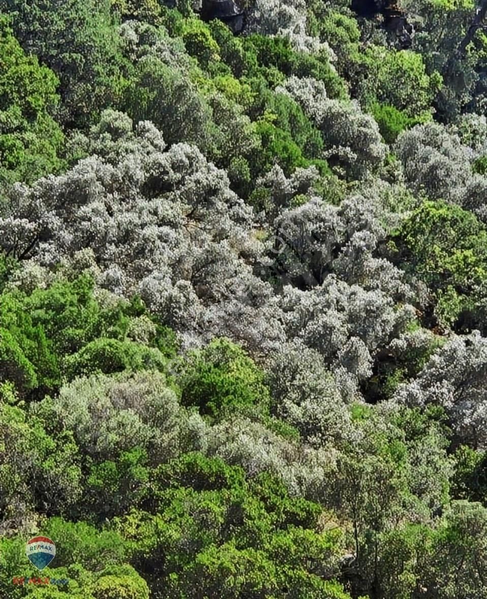 26 Izmır Bayındır'da 15 Ağaçlık Zeytınlık