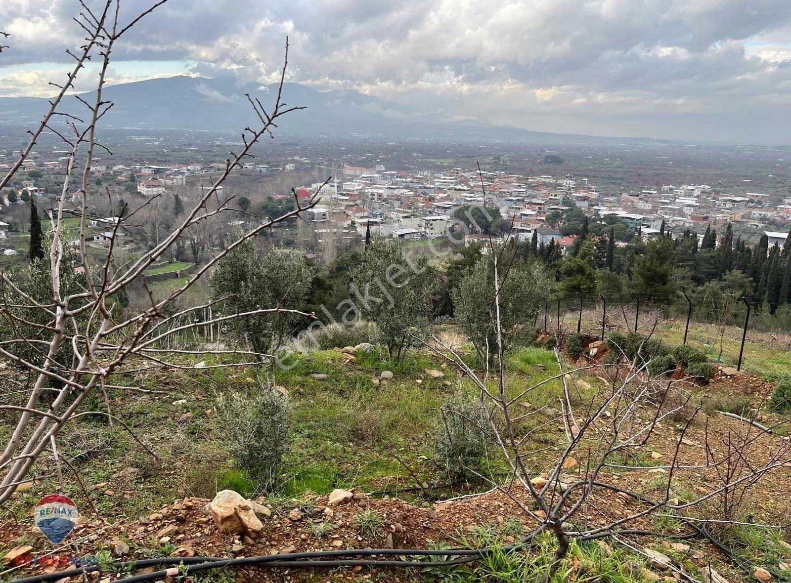 24 Kemalpaşa Yiğitlerde Teraslanmış, Manzaralı Zeytinlik - Görsel 3