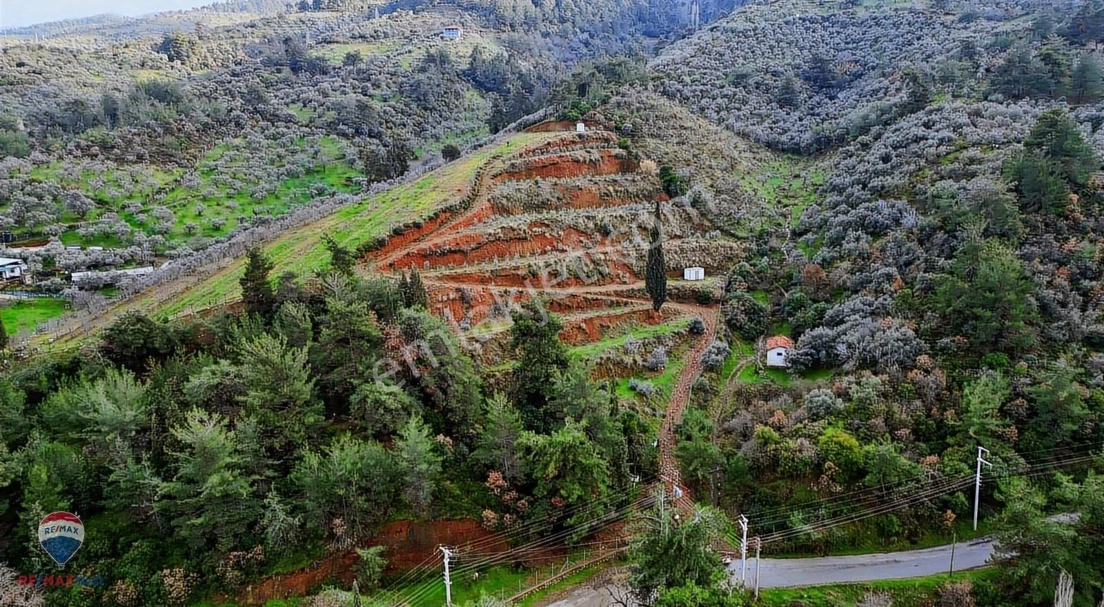 24 Kemalpaşa Yiğitlerde Teraslanmış, Manzaralı Zeytinlik - Görsel 16