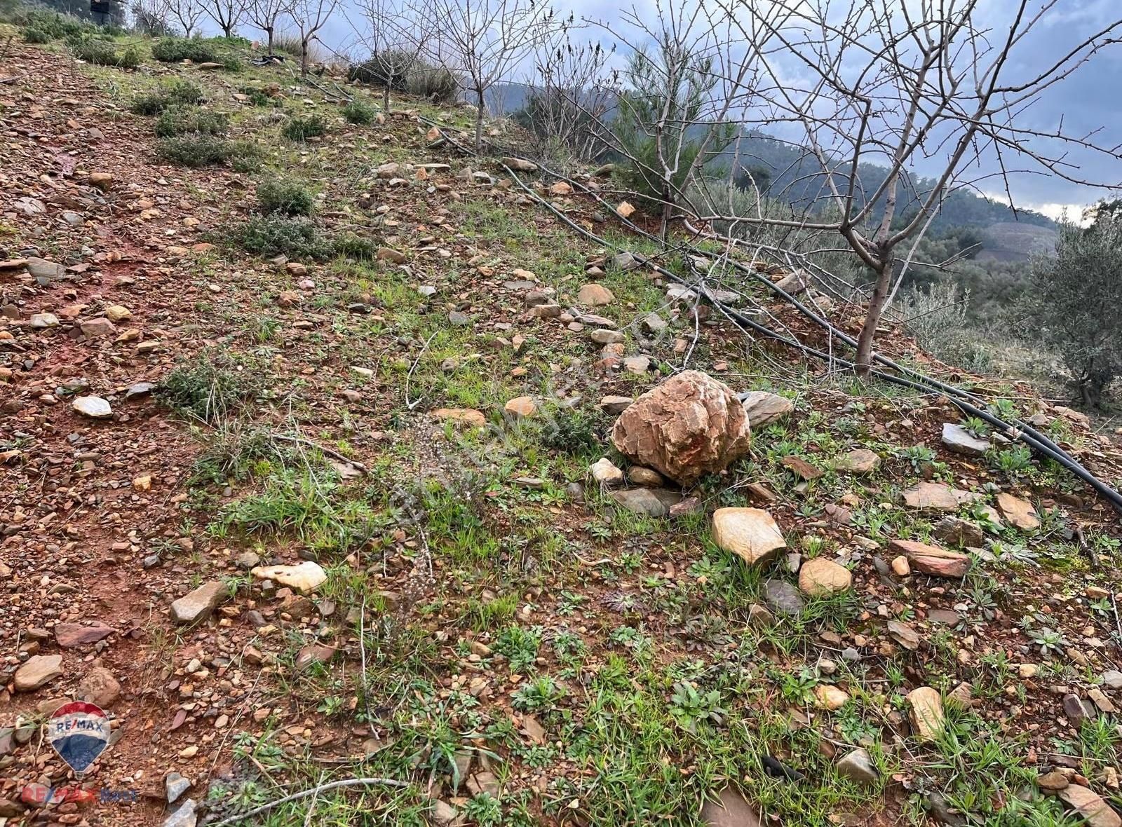 24 Kemalpaşa Yiğitlerde Teraslanmış, Manzaralı Zeytinlik - Görsel 13