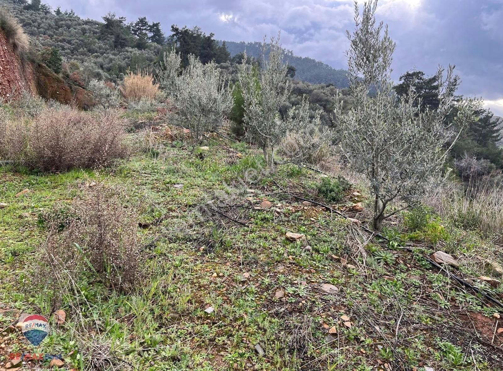 24 Kemalpaşa Yiğitlerde Teraslanmış, Manzaralı Zeytinlik - Görsel 2