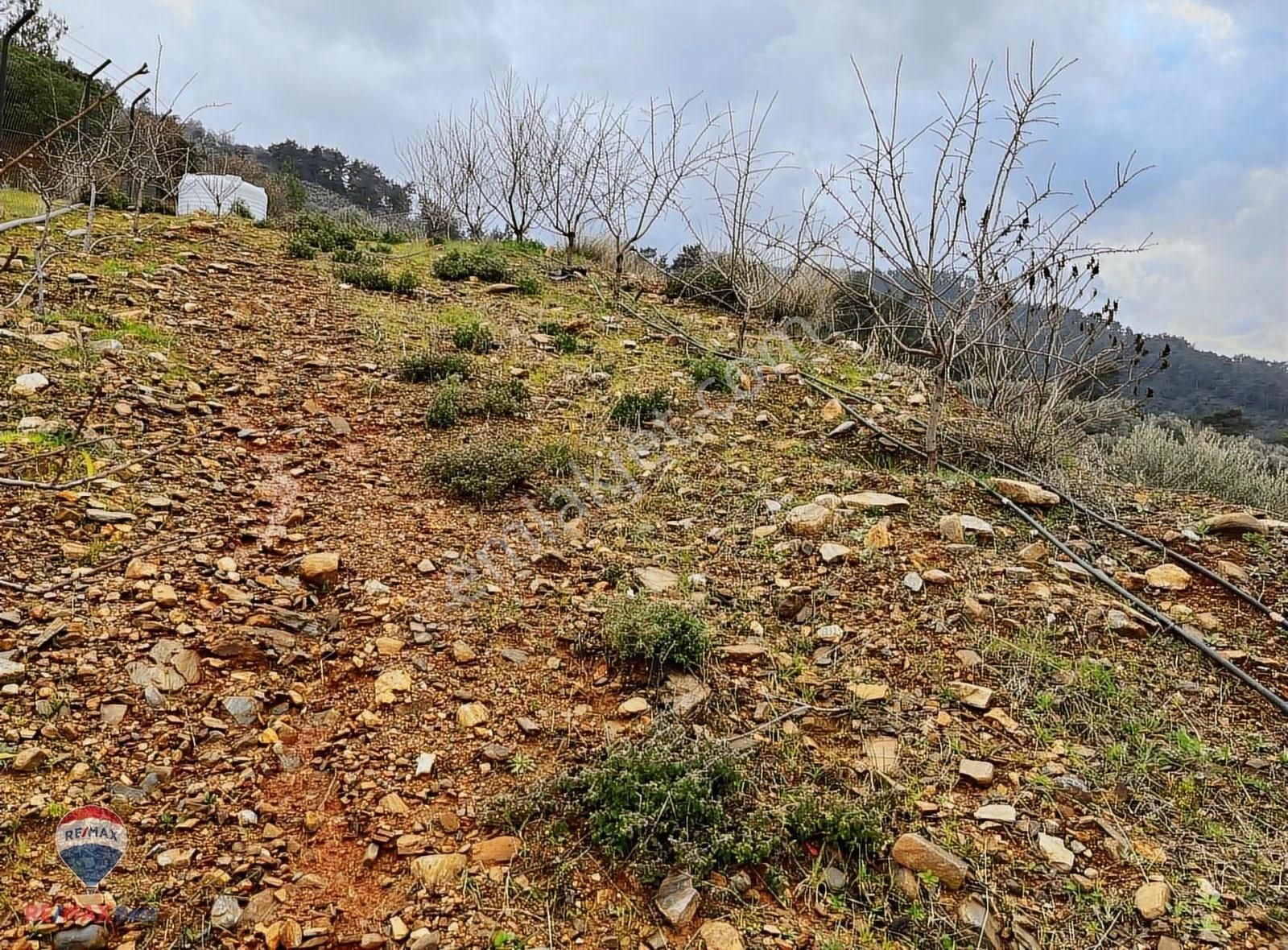 24 Kemalpaşa Yiğitlerde Teraslanmış, Manzaralı Zeytinlik - Görsel 10