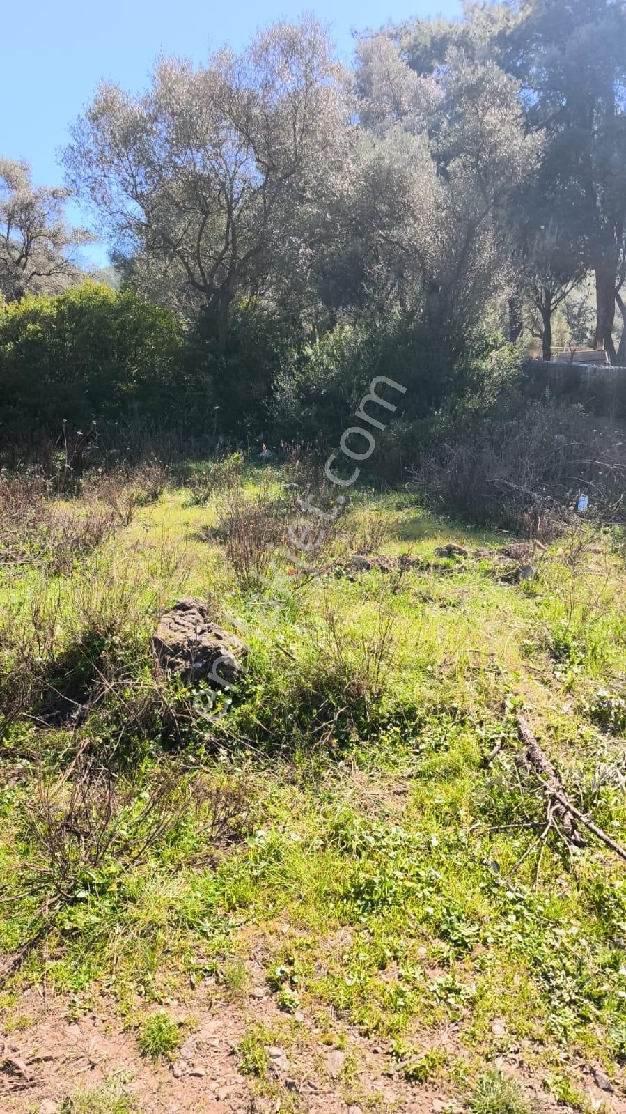 Bodrum-gökpınar Köyünde Satılık Yatırımlık Fırsat Tarla - Görsel 6