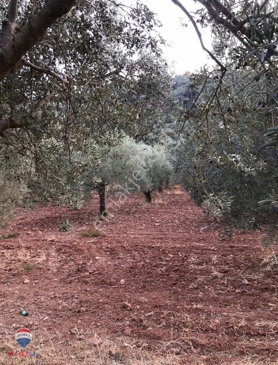 22 Bergama'da Ana Yola Yakın Satılık Zeytınlık - Görsel 3