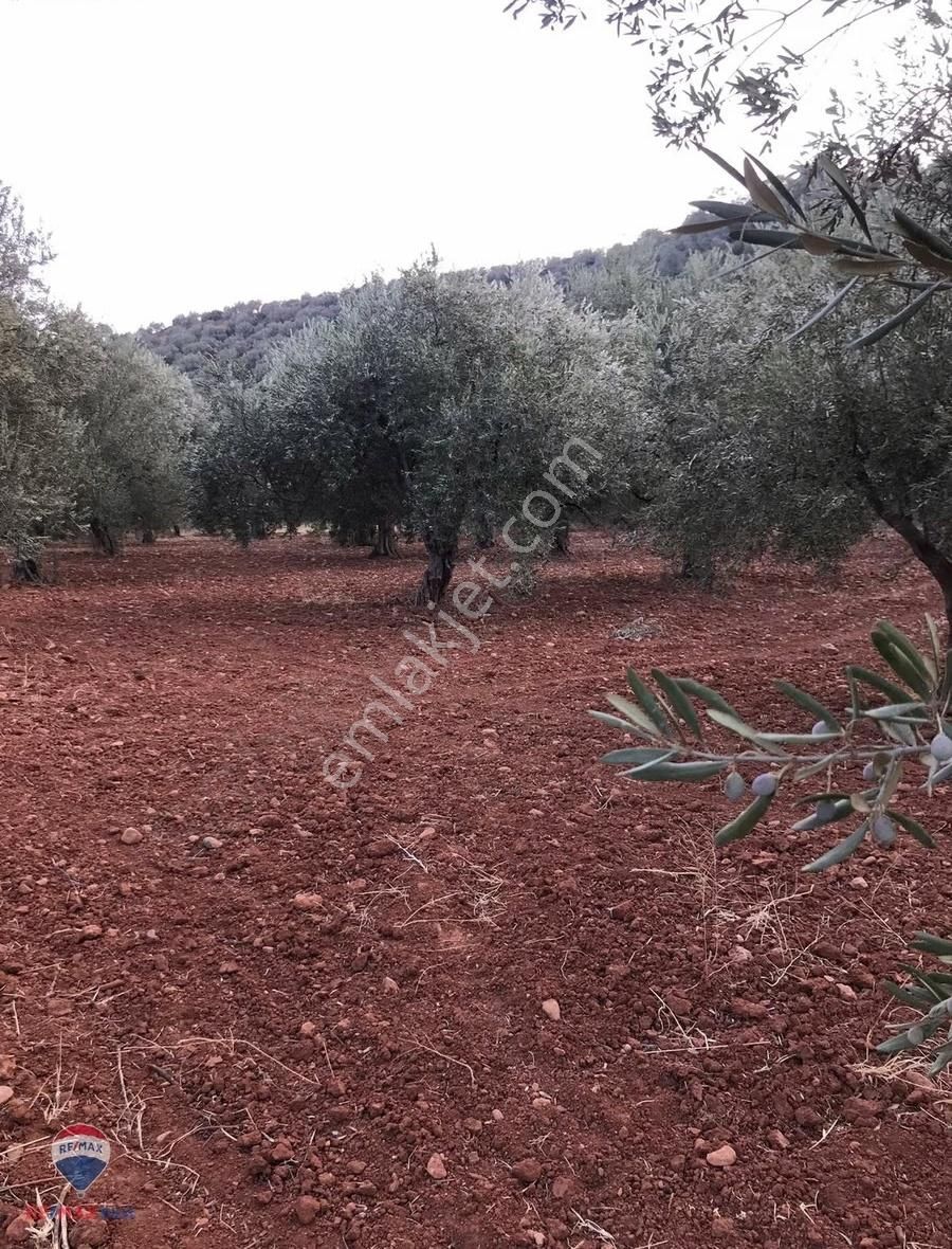 22 Bergama'da Ana Yola Yakın Satılık Zeytınlık - Görsel 8