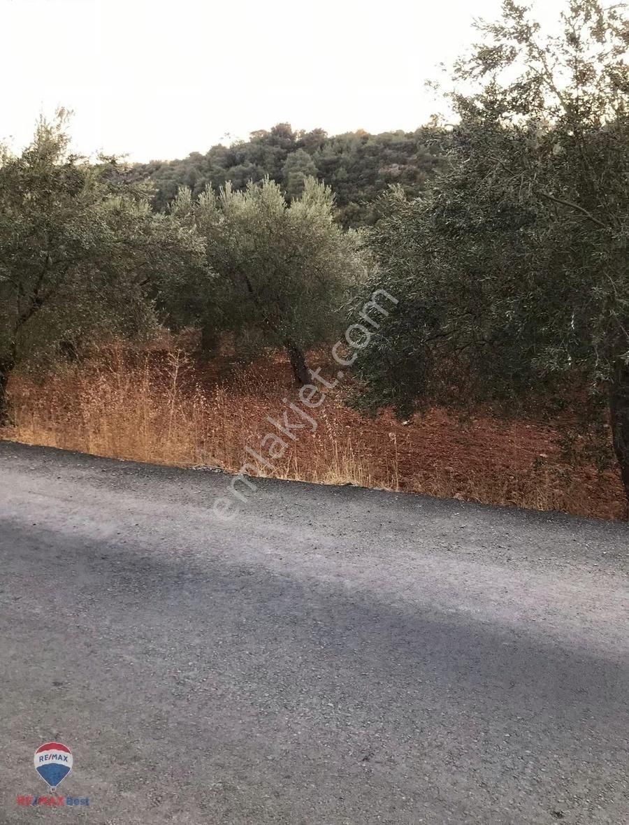 22 Bergama'da Ana Yola Yakın Satılık Zeytınlık - Görsel 7