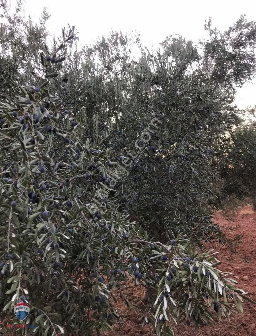 22 Bergama'da Ana Yola Yakın Satılık Zeytınlık