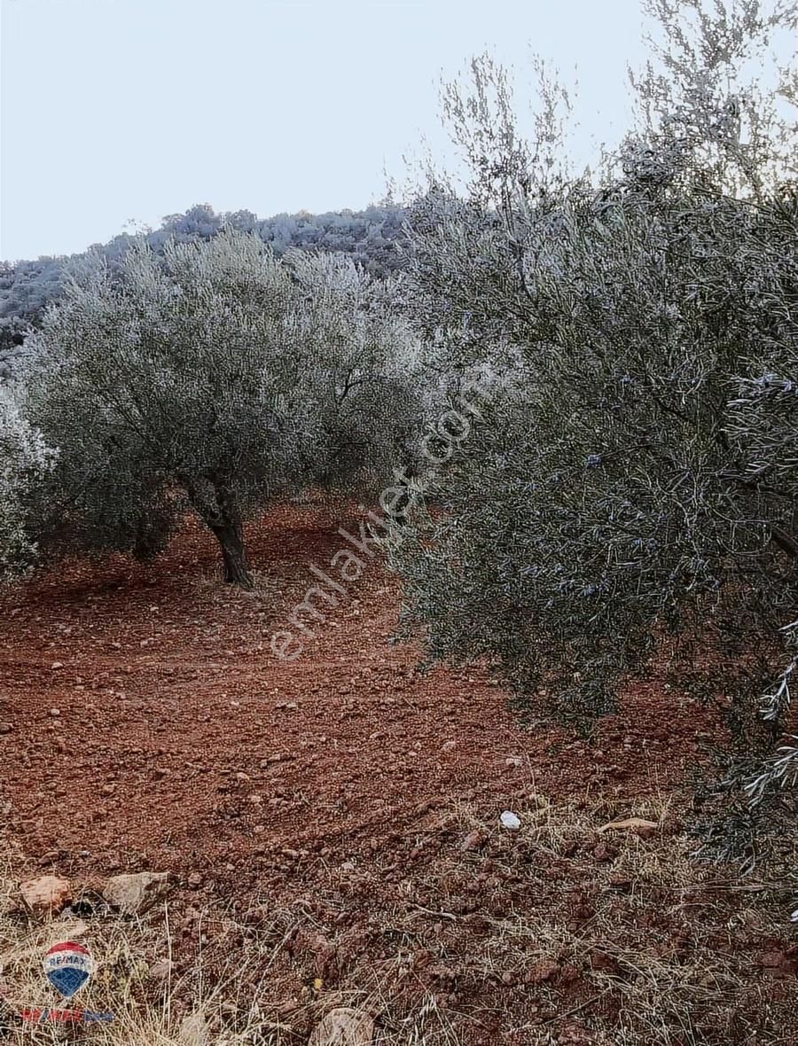 22 Bergama'da Ana Yola Yakın Satılık Zeytınlık - Görsel 11