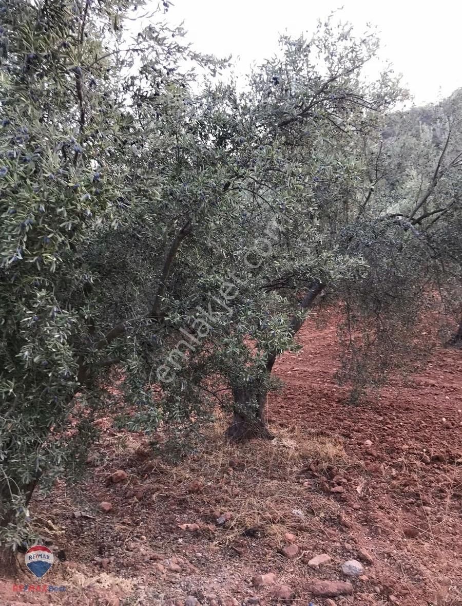 22 Bergama'da Ana Yola Yakın Satılık Zeytınlık - Görsel 4