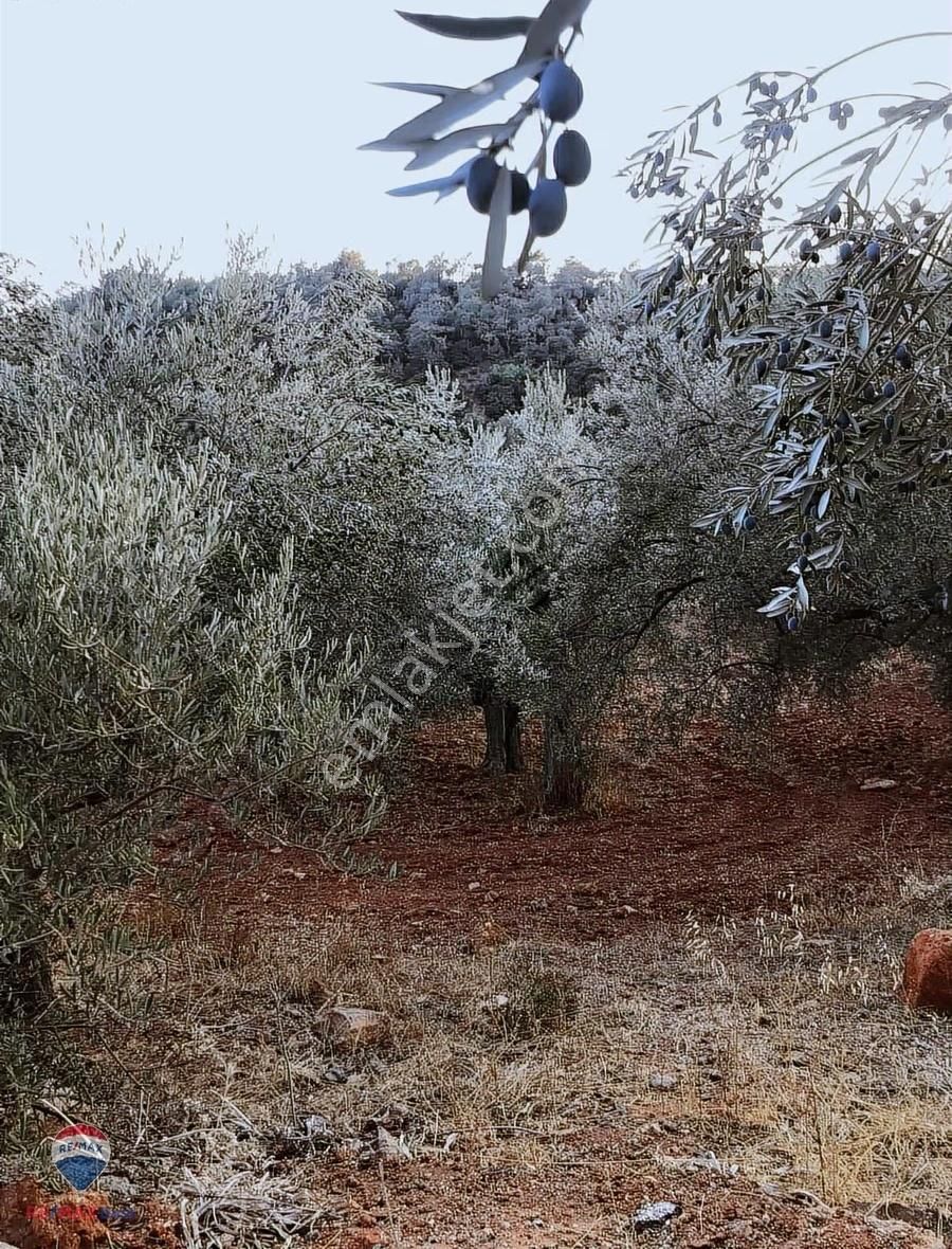 22 Bergama'da Ana Yola Yakın Satılık Zeytınlık - Görsel 5