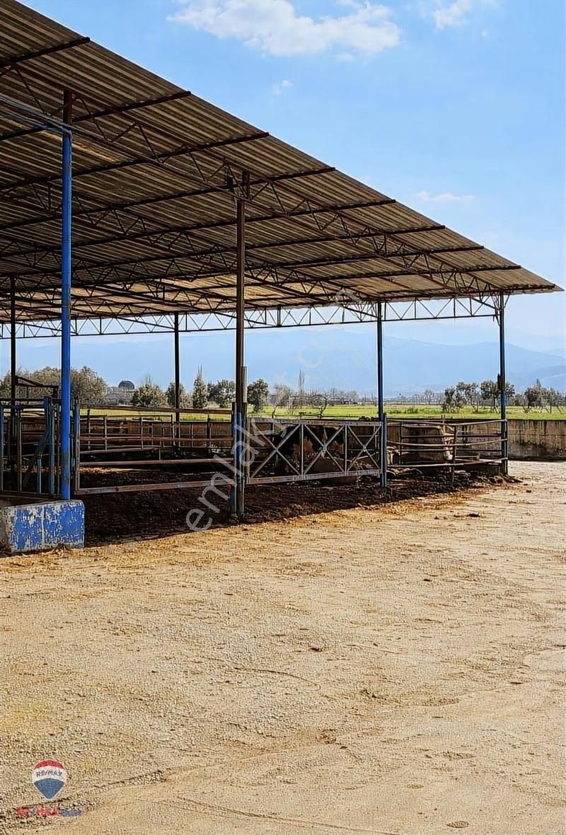 42 Ödemış Satılık Besı Çıftlığı - Görsel 8