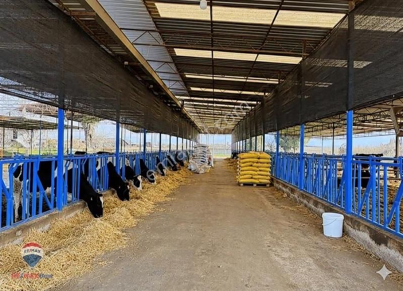 42 Ödemış Satılık Besı Çıftlığı - Görsel 11