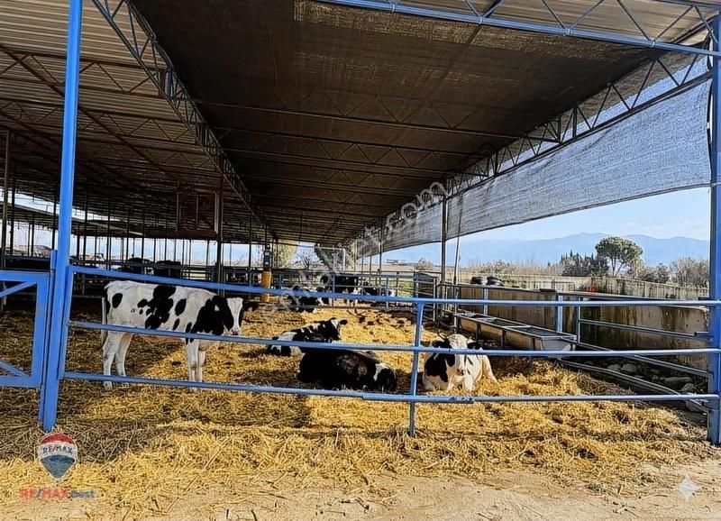 42 Ödemış Satılık Besı Çıftlığı - Görsel 3