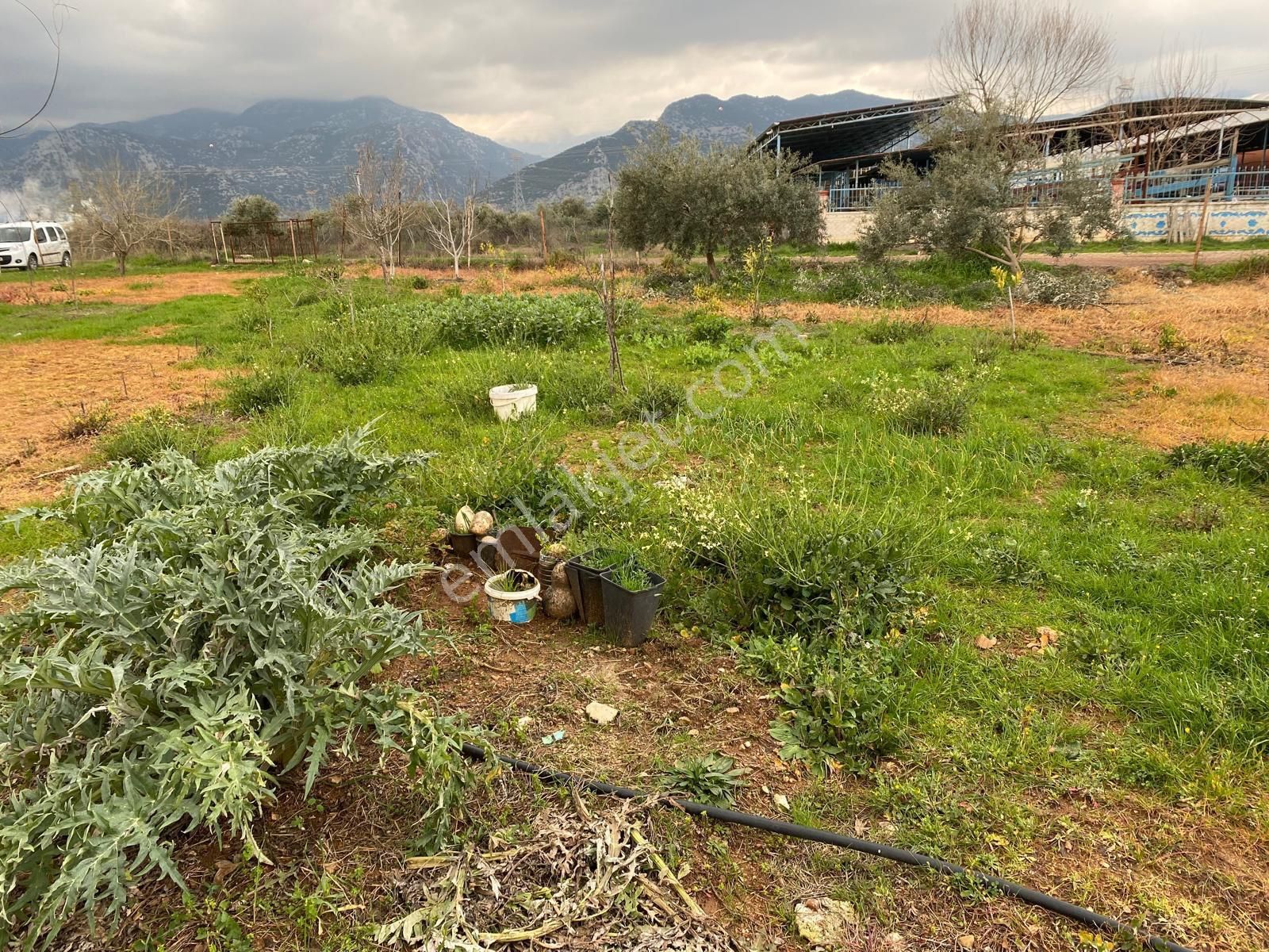 Prefabrik Evli, 200 Zeytin Ağaçlı Yatırımlık Tarla – Döşemealtı Karataş - Görsel 5