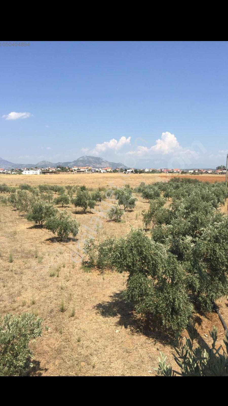 Prefabrik Evli, 200 Zeytin Ağaçlı Yatırımlık Tarla – Döşemealtı Karataş - Görsel 2