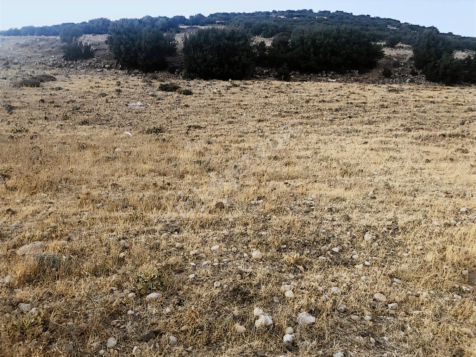 Kilis Merkez Kuskunkıran Da Yüksek Konumlu Arazi - Görsel 9