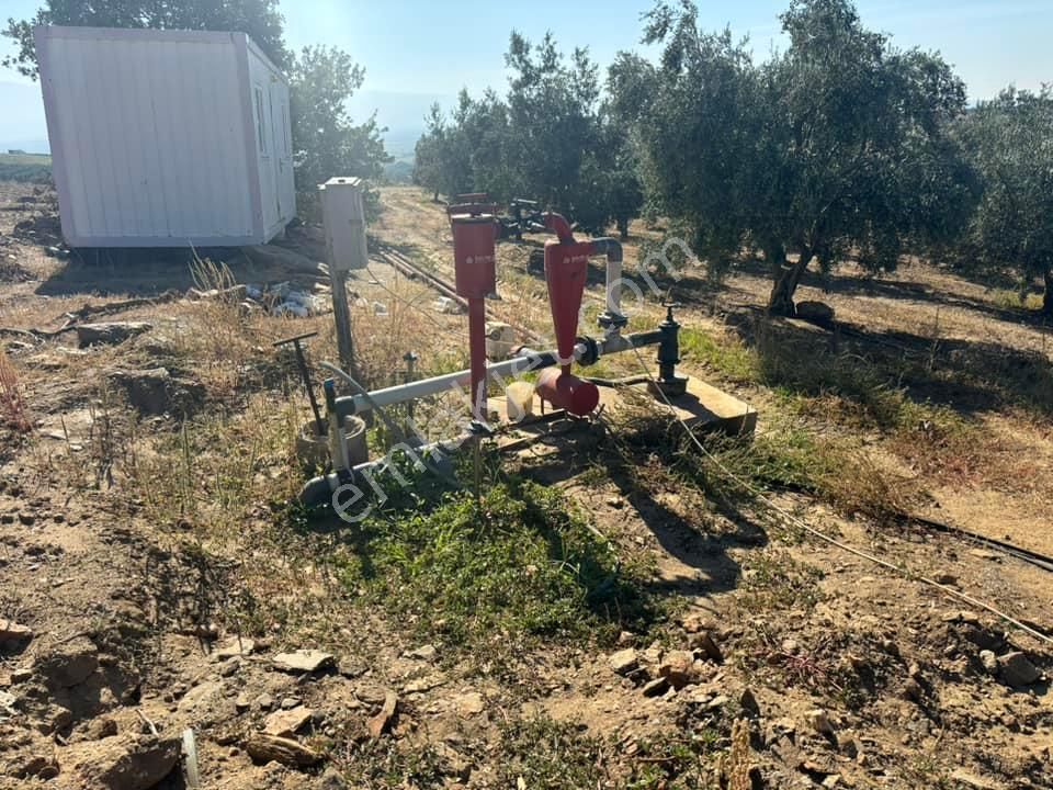 Tc Emlaktan Satılık 48 Dönüm Zeytinlik ! Elektrik Su - Görsel 13