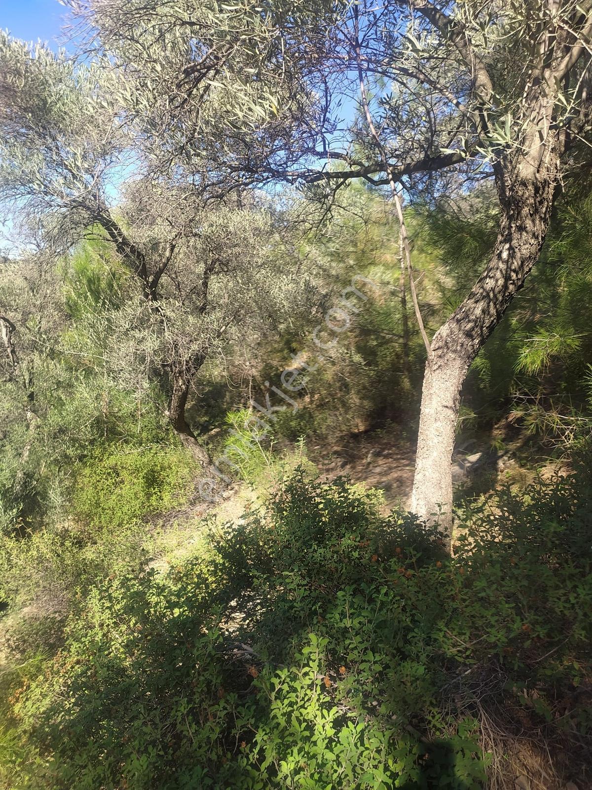 Milas Pınarcık Ta 9.598 M2 Satılık Zeytinlik - Görsel 9