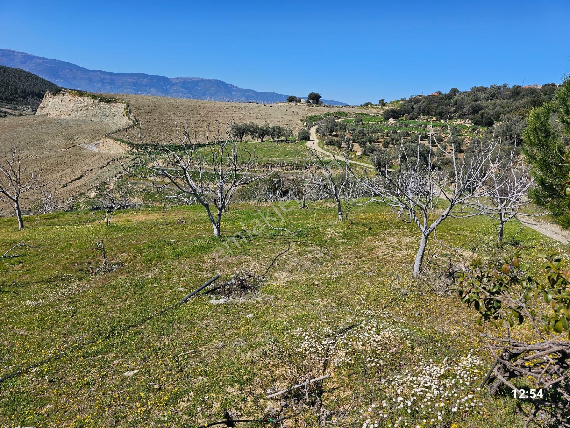 Aydın Bozdoğan’da 15,672 M² Satılık Bakımlı Zeytinlik - Görsel 29