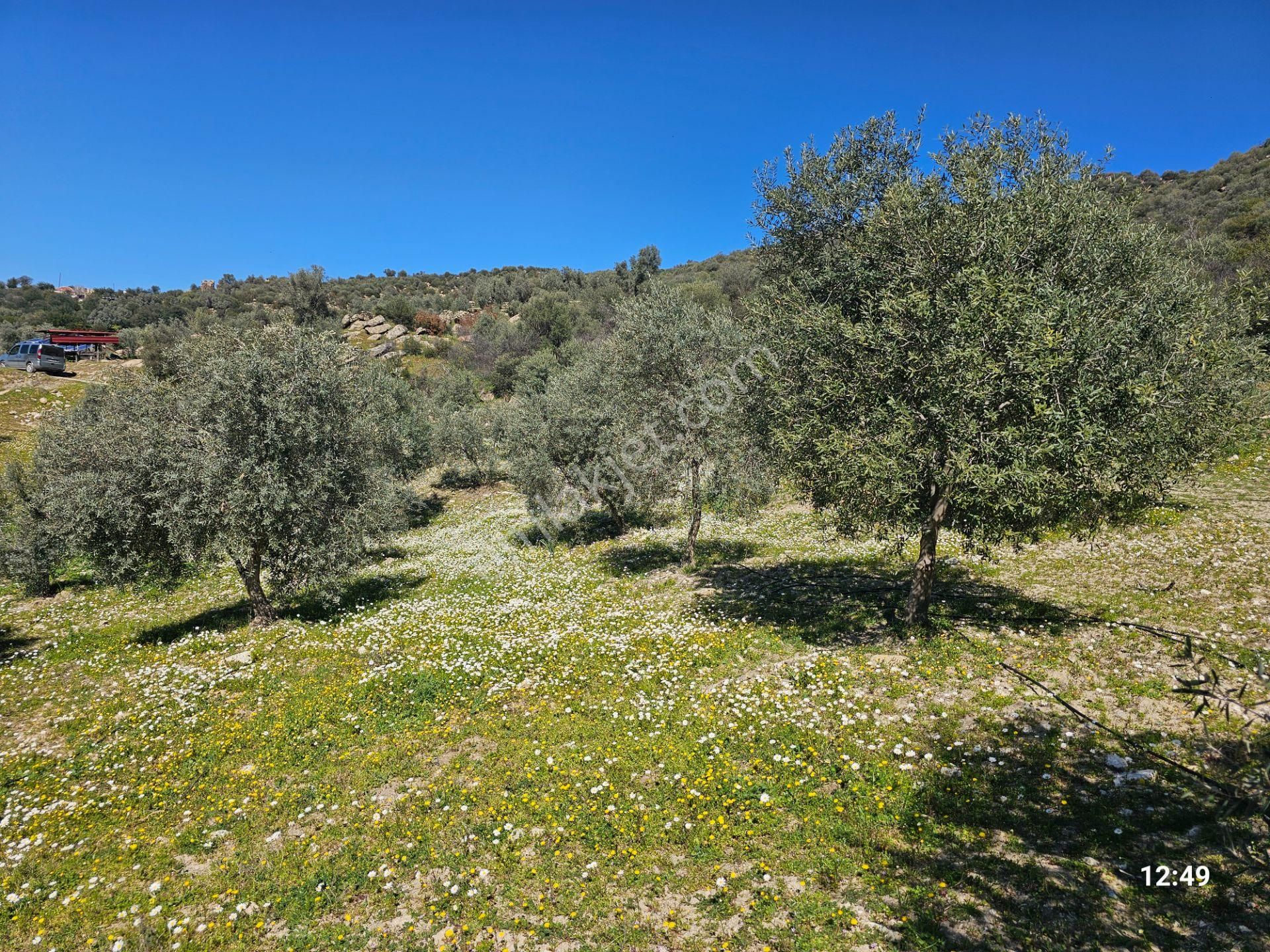 Aydın Bozdoğan’da 15,672 M² Satılık Bakımlı Zeytinlik - Görsel 11