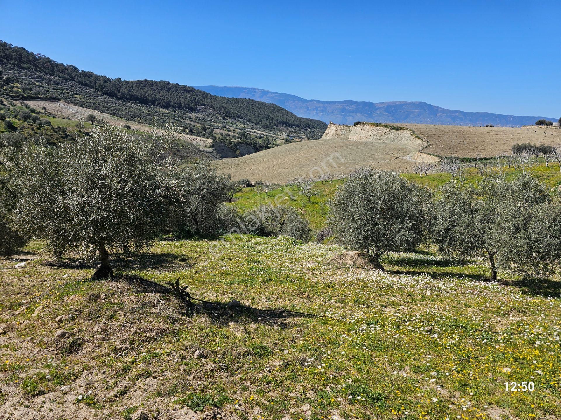 Aydın Bozdoğan’da 15,672 M² Satılık Bakımlı Zeytinlik - Görsel 13