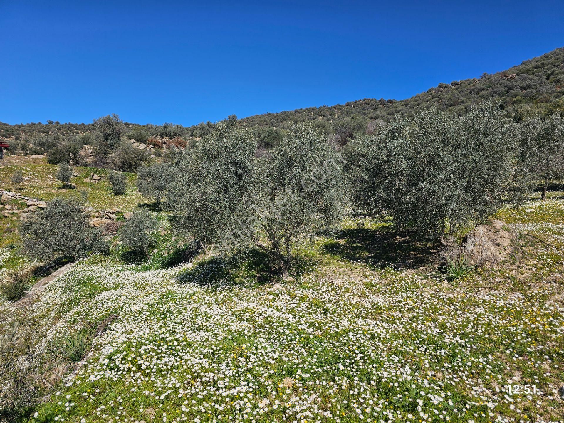 Aydın Bozdoğan’da 15,672 M² Satılık Bakımlı Zeytinlik - Görsel 16