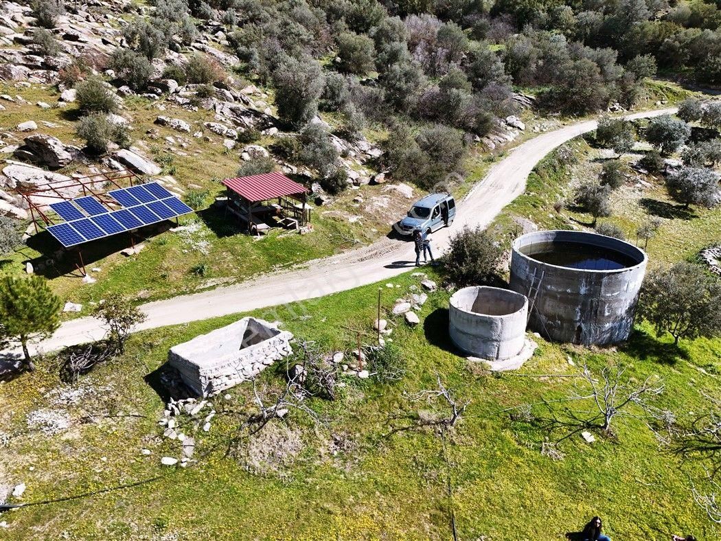 Aydın Bozdoğan’da 15,672 M² Satılık Bakımlı Zeytinlik - Görsel 7