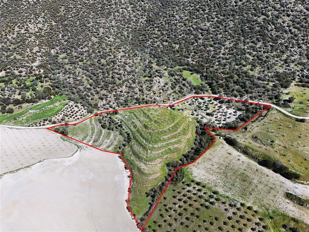 Aydın Bozdoğan’da 15,672 M² Satılık Bakımlı Zeytinlik - Görsel 31