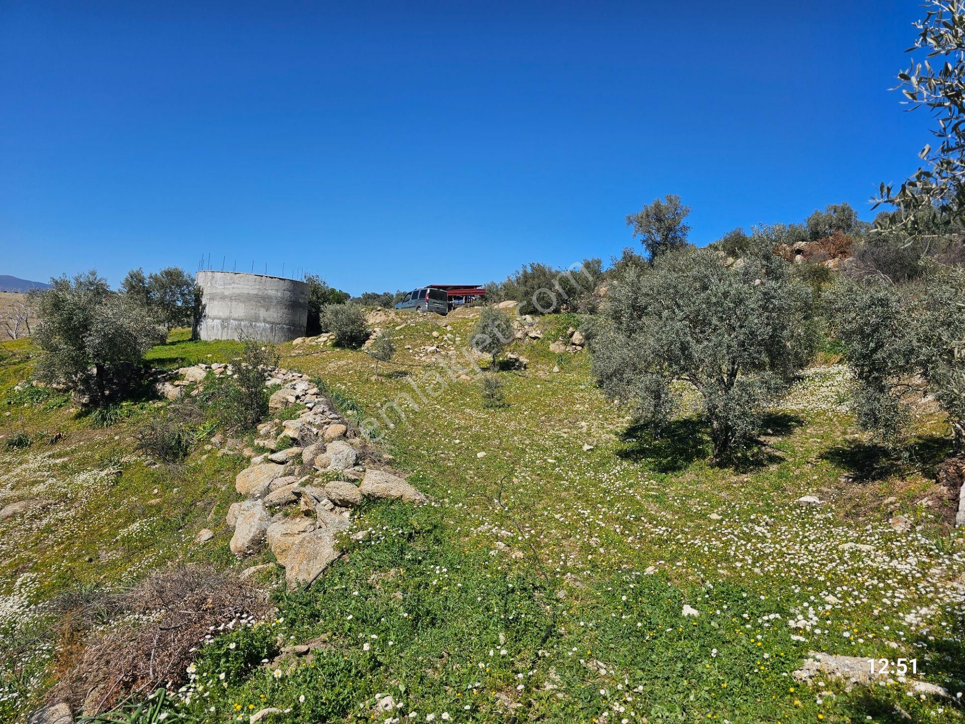 Aydın Bozdoğan’da 15,672 M² Satılık Bakımlı Zeytinlik - Görsel 18