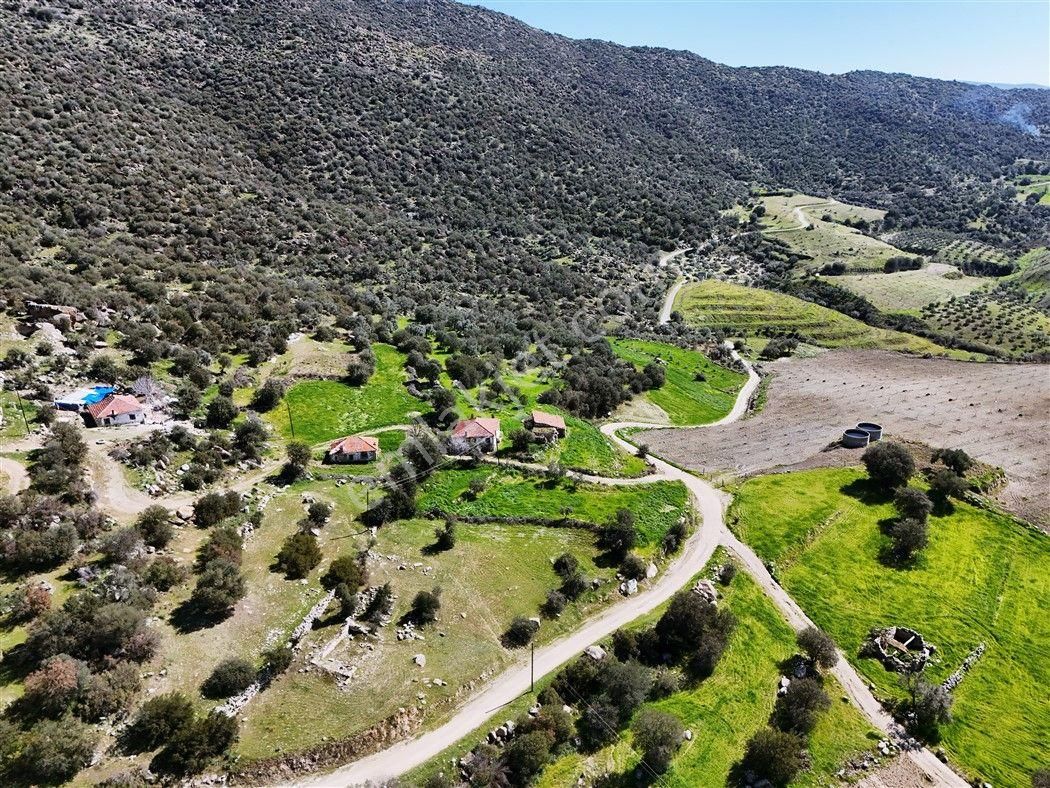 Aydın Bozdoğan’da 15,672 M² Satılık Bakımlı Zeytinlik - Görsel 34