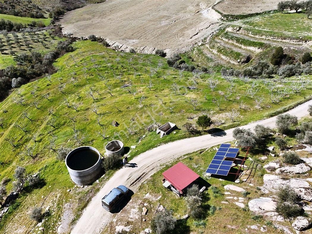 Aydın Bozdoğan’da 15,672 M² Satılık Bakımlı Zeytinlik - Görsel 3