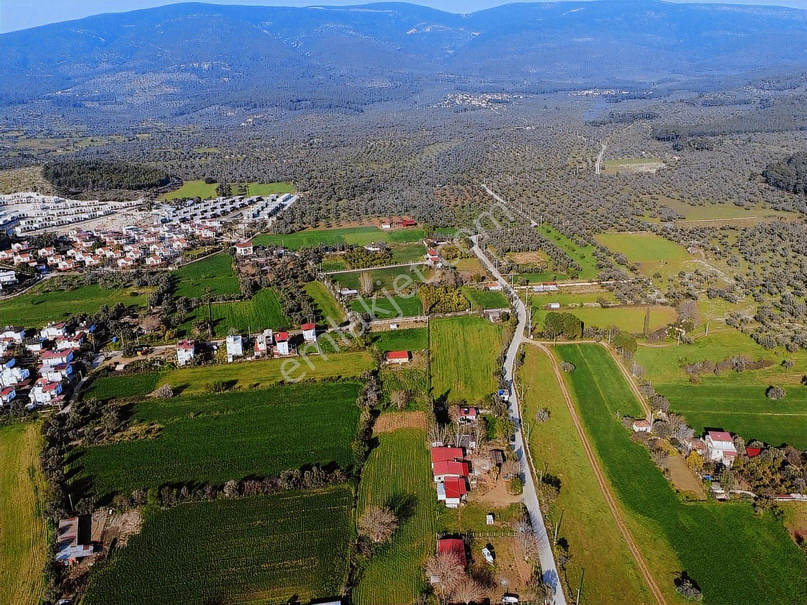 Satılık Zeytinli Tarla - Görsel 4