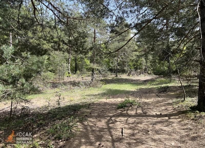 Doğayla İç İçe Olmak İstiyenlere Etrafı Orman 4.700m2 Arazi - Görsel 19