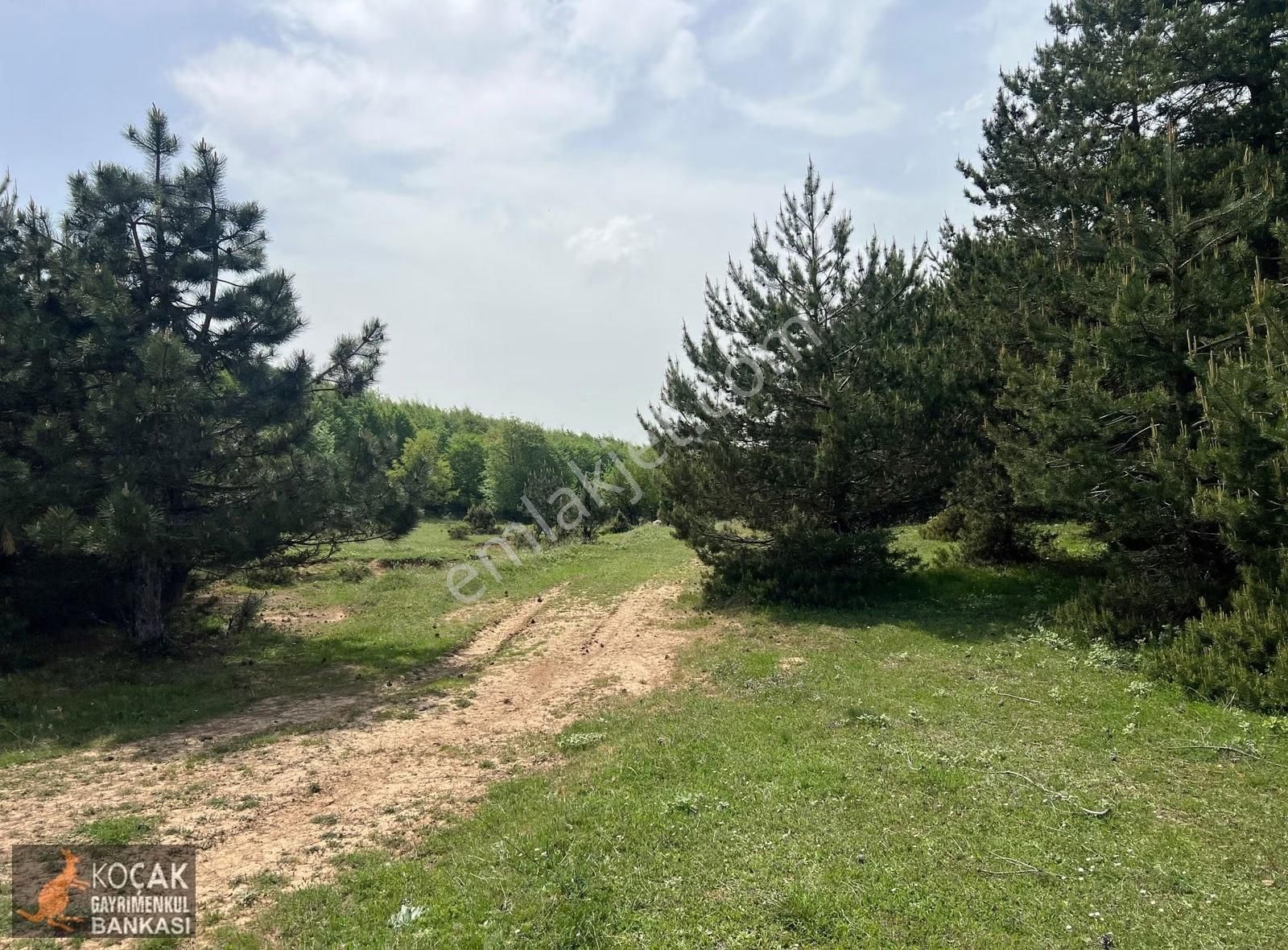 Doğayla İç İçe Olmak İstiyenlere Etrafı Orman 4.700m2 Arazi - Görsel 29