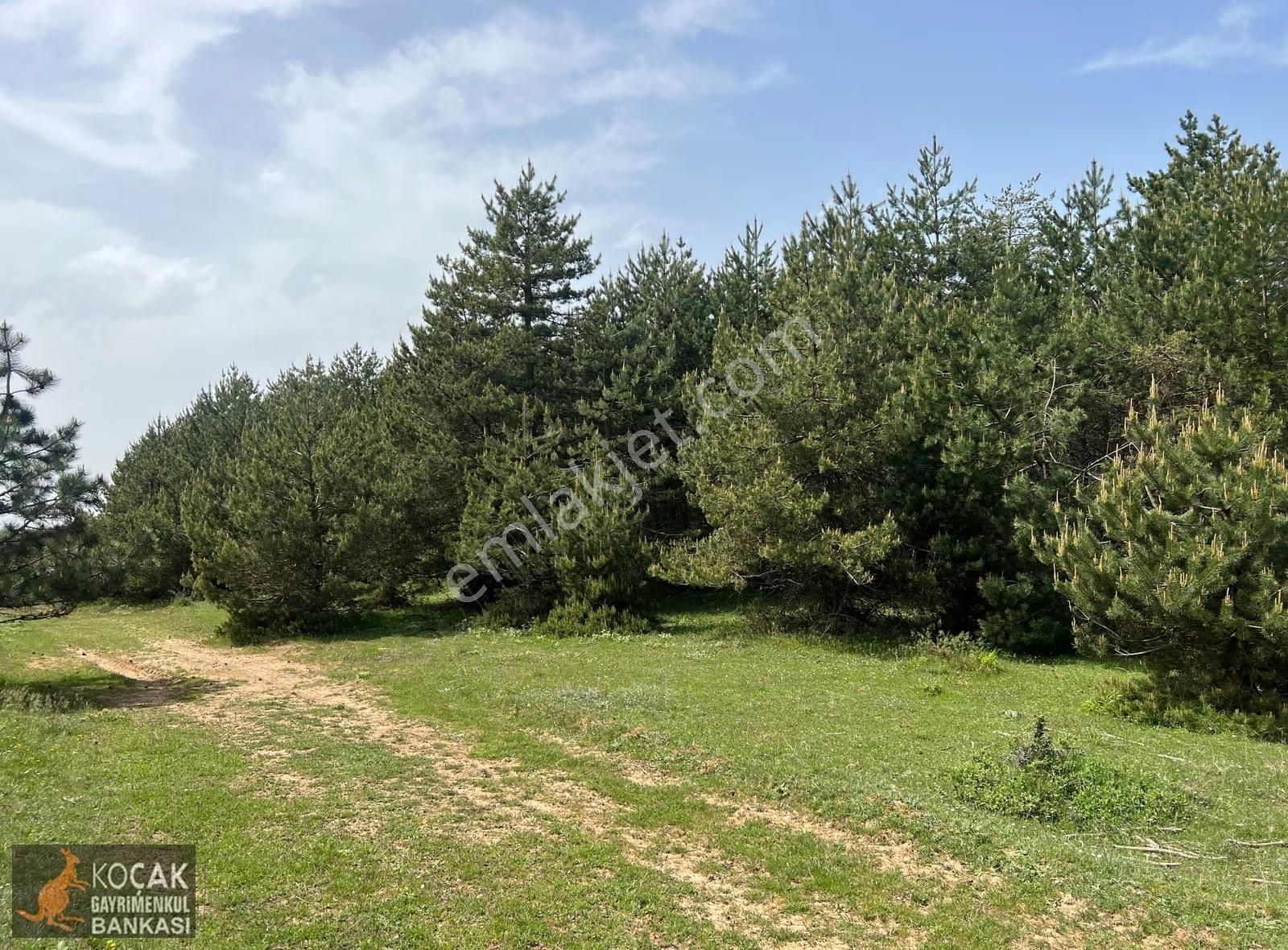 Doğayla İç İçe Olmak İstiyenlere Etrafı Orman 4.700m2 Arazi - Görsel 14