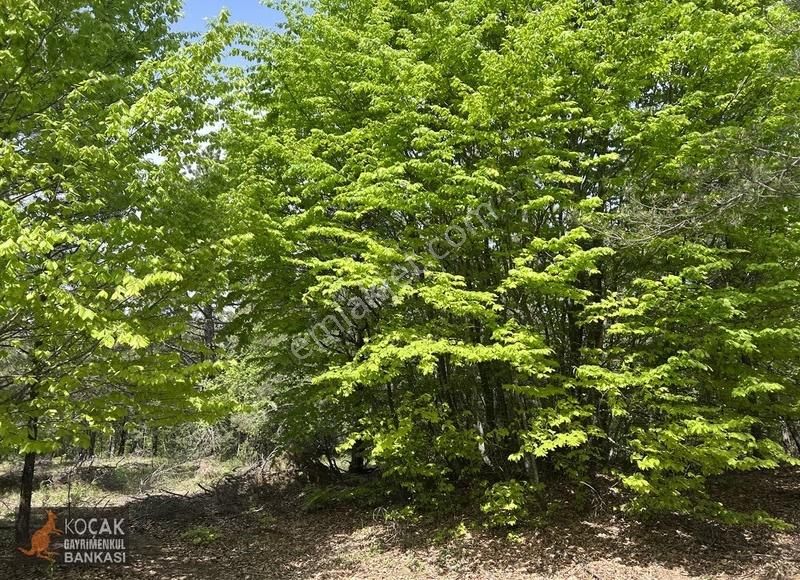 Doğayla İç İçe Olmak İstiyenlere Etrafı Orman 4.700m2 Arazi - Görsel 32