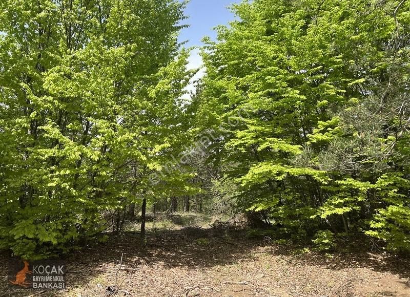 Doğayla İç İçe Olmak İstiyenlere Etrafı Orman 4.700m2 Arazi - Görsel 17